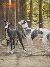 犬用ハーネス付きリード【中型犬・大型犬対応・散歩用】