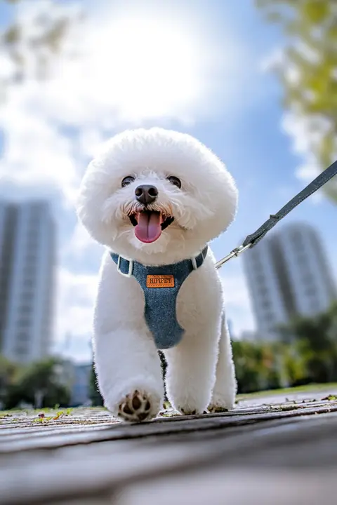 hipidog 中小型犬用 伸縮リード付きハーネス【耐摩耗・胸部サポート・お出かけ用】