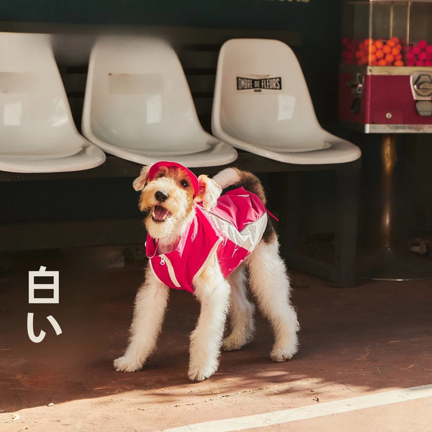 犬服 アウトドア おすすめ3選：どんなシーンで使えるか、価格帯や耐久性を徹底比較
