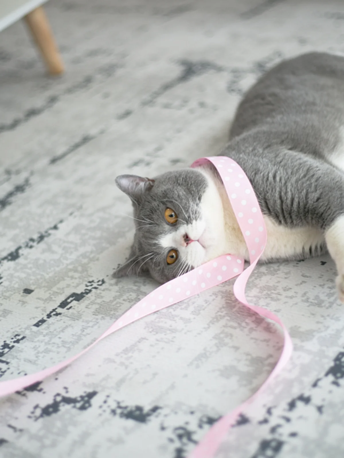 お迎え棒を選ぶべきタイミングは？実は猫じゃらしの力が意外に強い！