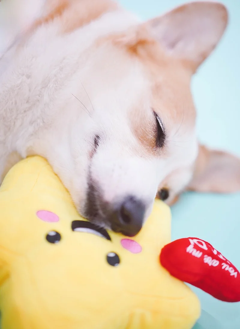 9ヶ月のおもちゃおすすめ：超かわいいペット用ぬいぐるみおもちゃ【音声機能付き・星と太陽デザイン】