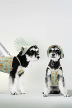 ヒッピー犬弾性クマ牽引可能なクールな服