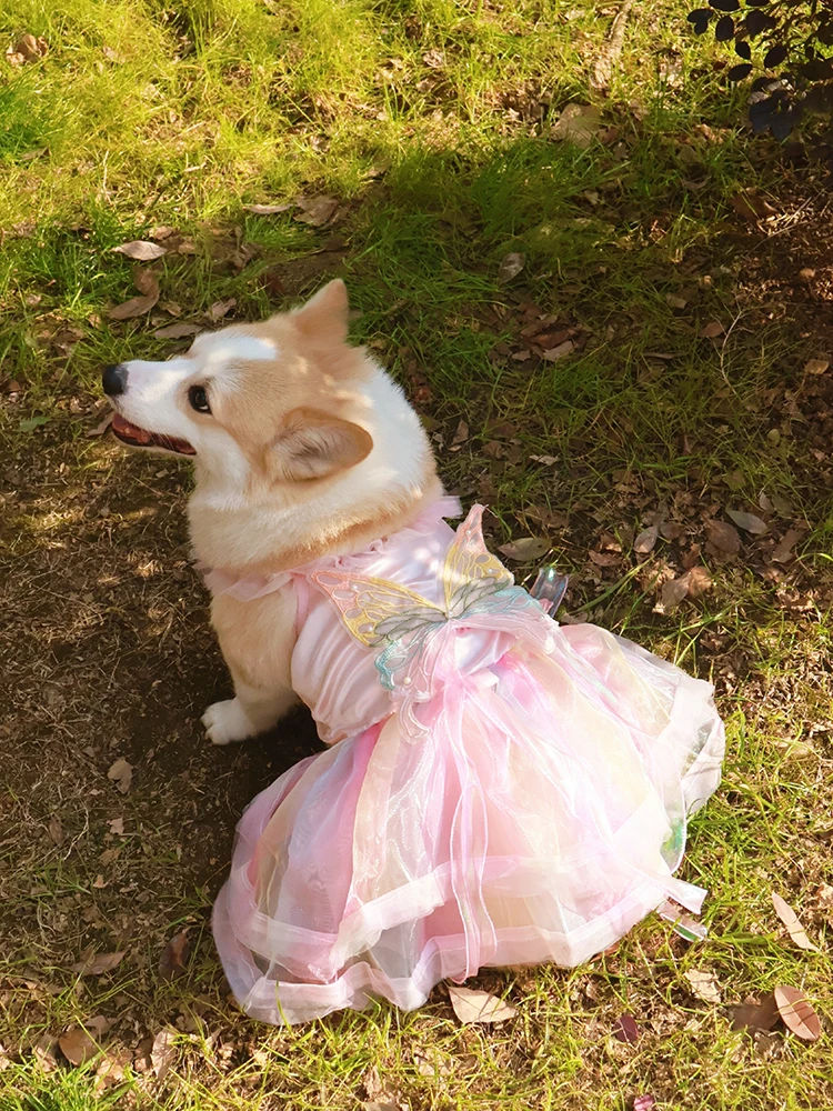 犬と一緒に夏を楽しむには、どんなドレスがおすすめ？
