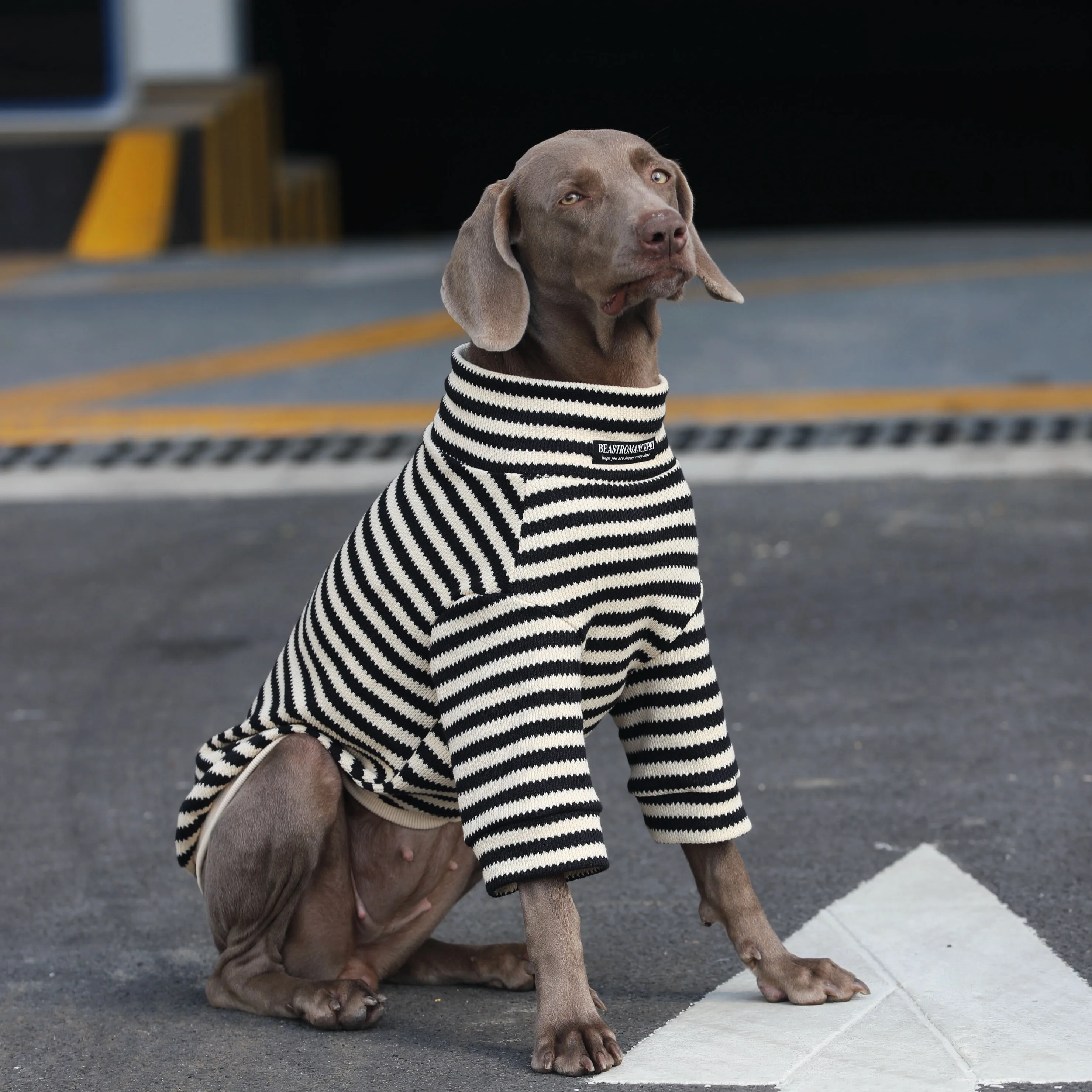 犬のお散歩グッズをコスパ良く揃える方法 - 大型犬用ニットトレーナーのサイズ・素材・環境対応