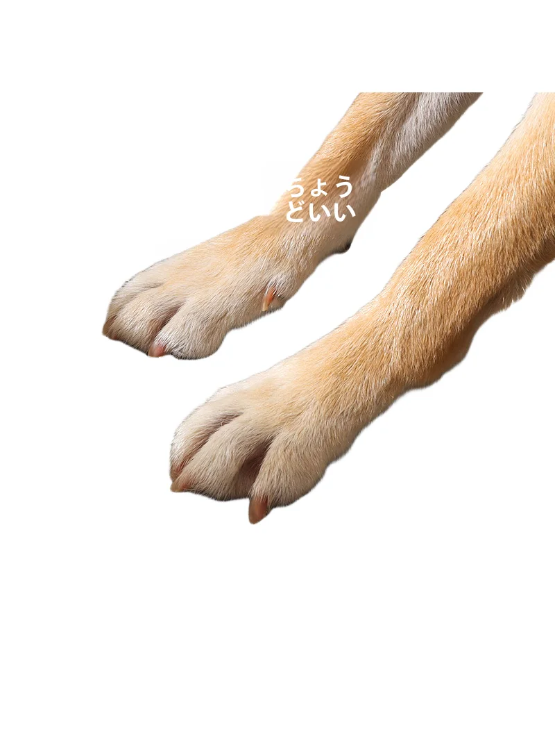 洗える犬用ソファ型ペットベッド：中型犬向け四季対応の耐抓設計と設置ガイド