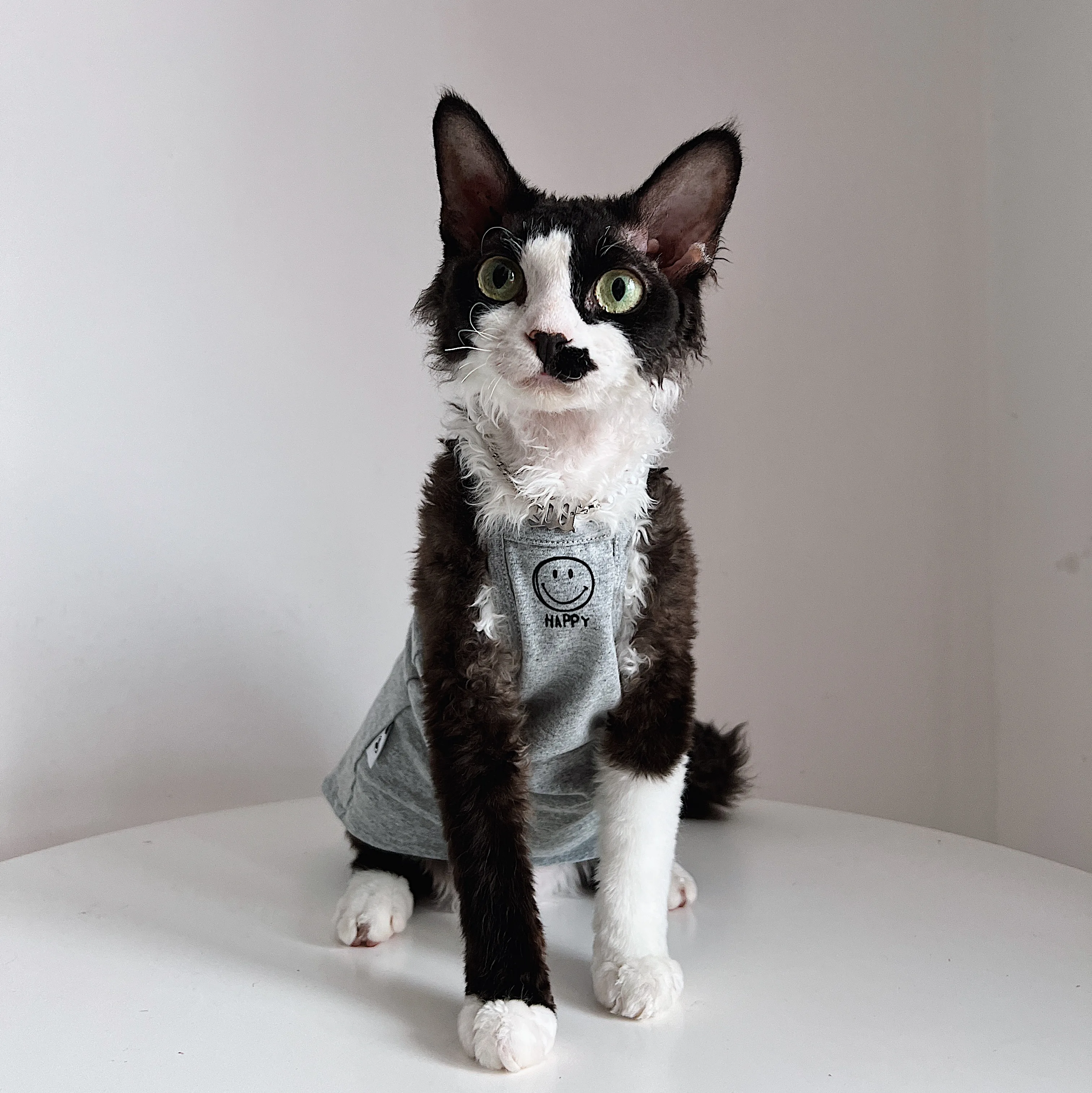 猫tシャツを選ぶときに迷うのは、デザインと質のバランスってどこ？