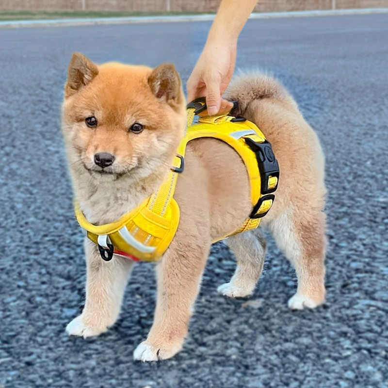 柴犬や小型犬にぴったりのハーネスリードは、通気性と快適さが鍵！どう選ぶ？