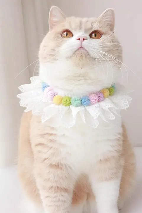 猫用レースカラー【優雅なデザイン・ウェットタオル・ニットスタイル】