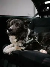 車用ペット安全ベルト固定ストラップ【犬用・コーギー・テディベアタイプ・便利なアクセサリー】