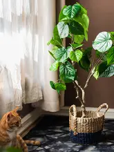 盆栽 屋内装飾用 本物の植物 樹木スタイル