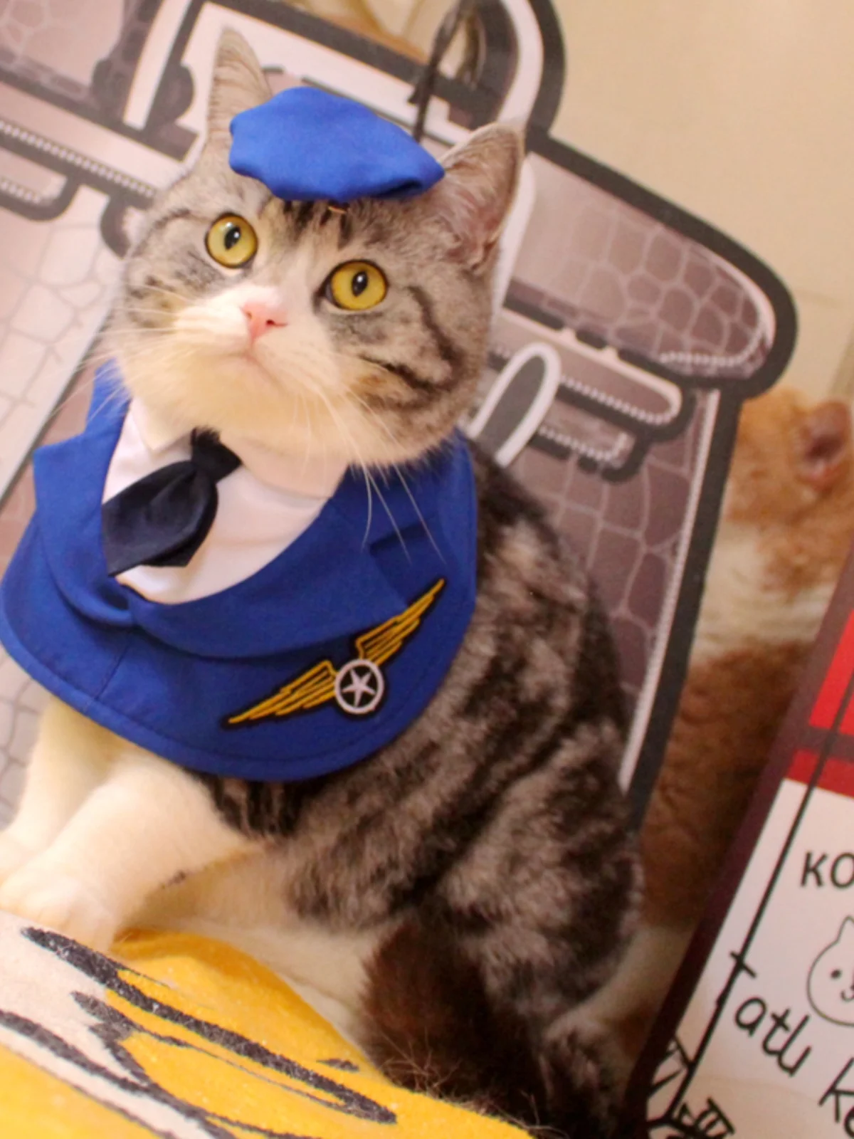猫カフェに着る服は、本当に「カジュアル」でいいの？