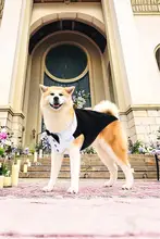 犬用 結婚式参加服【蝶結び付き・フォーマルスーツ・中小型犬用】