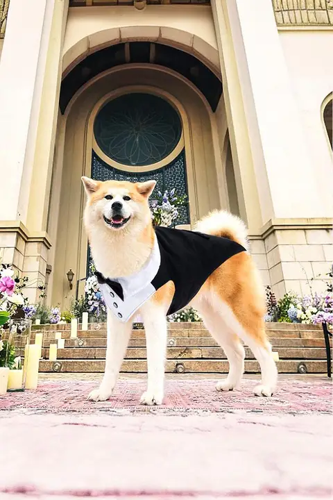 犬用 結婚式参加服【蝶結び付き・フォーマルスーツ・中小型犬用】