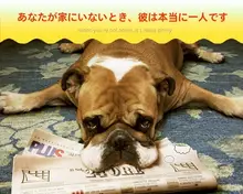 匂い棒 嗅覚訓練 犬用 訓練