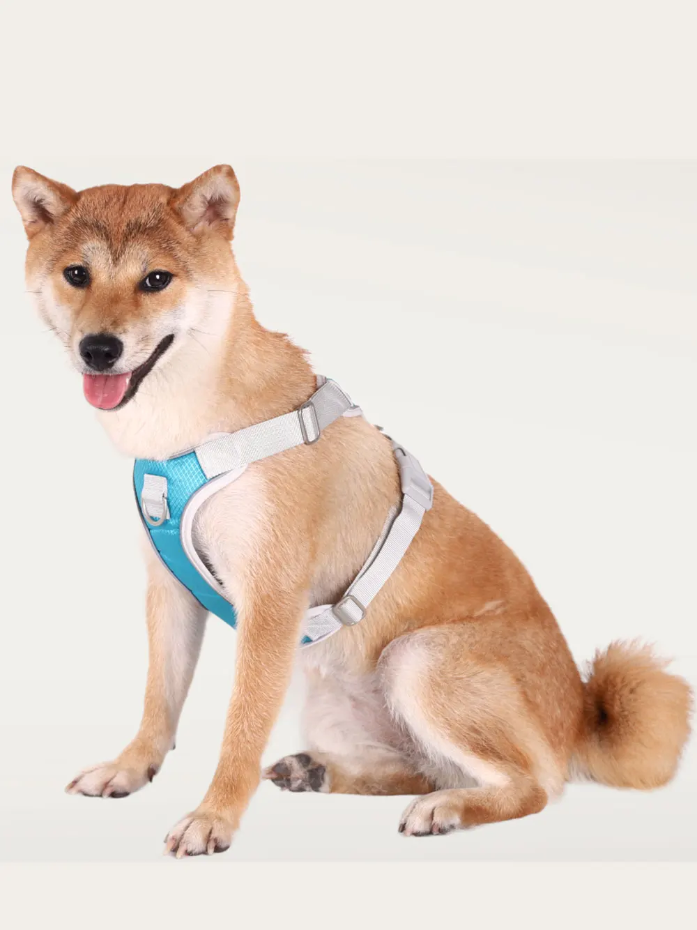 犬のお散歩グッズをコスパ良く揃える方法　ハーネス式リードの選び方徹底解説