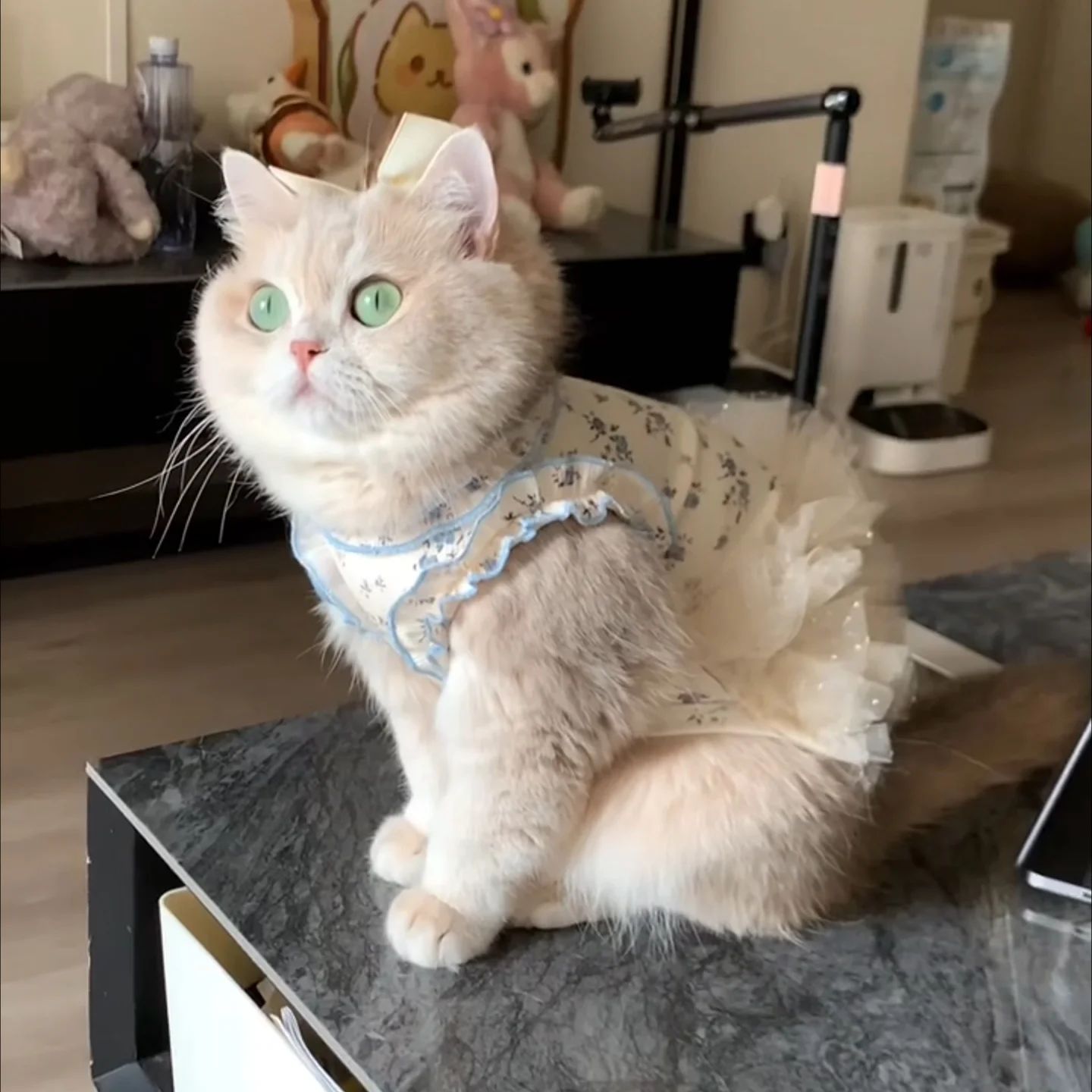 猫用の服を選ぶときに迷うのは、本当に「猫T」なのか？
