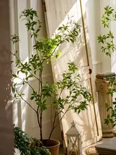 リアルな人工植物 マツザキの大きな鉢植え【インテリア装飾・リビング用・フロアタイプ】