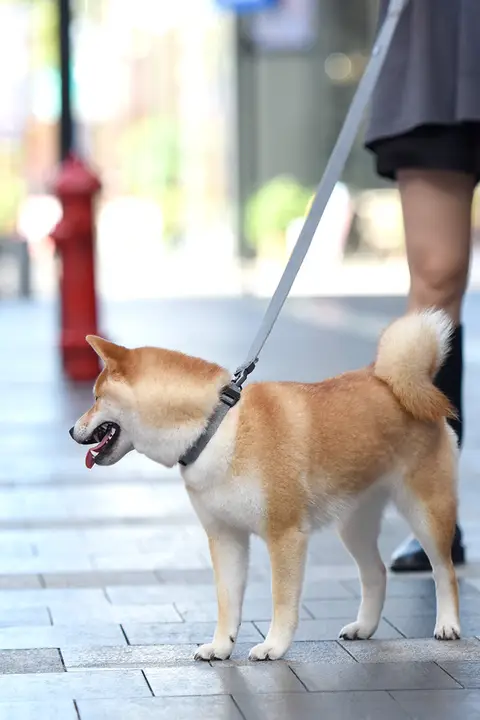 大型犬・中型犬用 ペット用首輪【調整可能・コーギー・柴犬に最適】