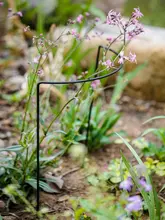半円型 植物支柱 鉄製 倒伏防止 つる植物 観葉植物 アジサイ 枝葉固定 庭 ベランダ