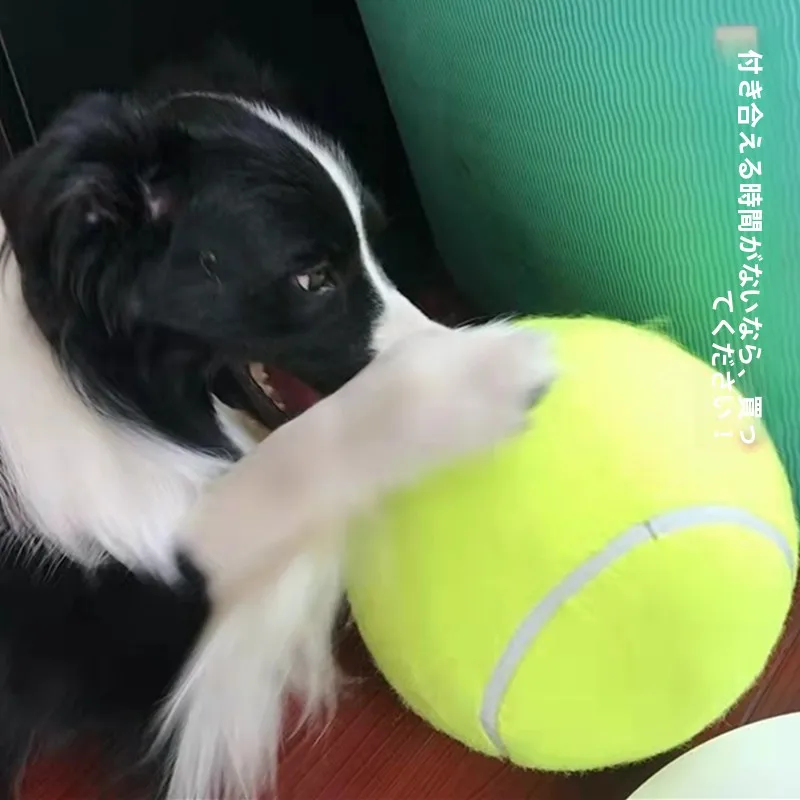 犬のお散歩グッズをコスパ良く揃える方法｜大型犬向けボールの選び方と効果的な使い方