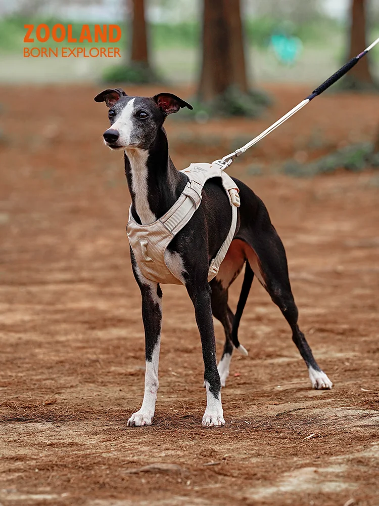 犬のお散歩グッズをコスパ良く揃える方法｜見た目・機能のバランスを徹底解説
