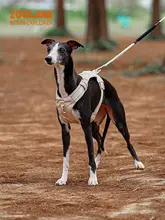 ZOOLAND 犬用ハーネスリード【小型・中型・大型犬対応・調整可能】