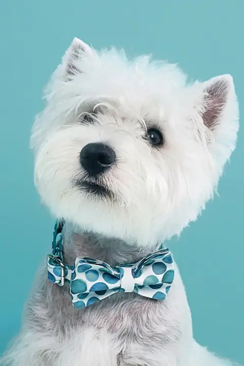 犬 猫 リボン ペットアクセサリー 大型犬 中小型犬 テディ 猫 首輪 アクセサリー