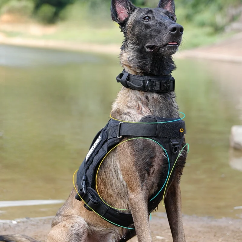 犬のお散歩グッズをコスパ良く揃える方法｜胸部サポート付きハーネスリードの実測ガイド