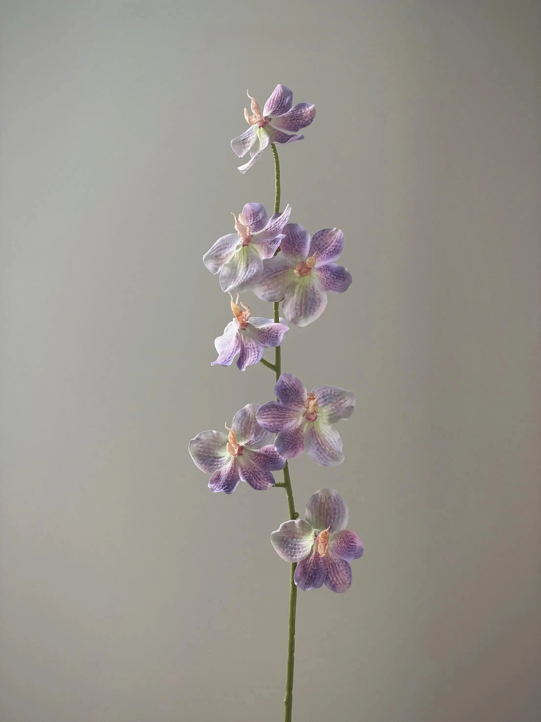 ハエトリグサの花言葉に似た、静かな美しさをもつ「高枝胡姫蘭」は、あなたのデスクにどんな存在になるの？