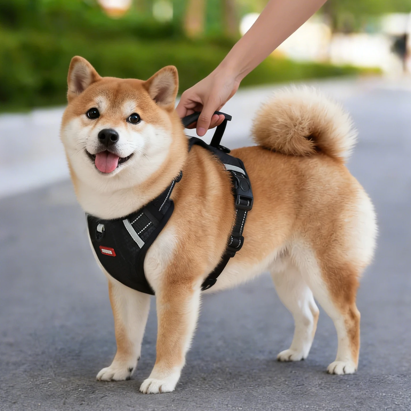 地震時に犬が安全に外に出られるようにする、本当の「防災リード」は？