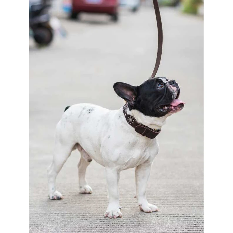 犬のお散歩グッズをコスパ良く揃える方法｜牛革リードの実際の使い勝手と選び方