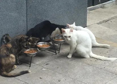 猫飼いが買ってよかったもの・悪かったもの正直に言う｜食器スタンドの選び方徹底解説
