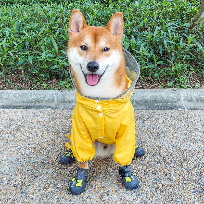 犬のお散歩グッズをコスパ良く揃える方法｜完全ガイドで安心と実用性を両立