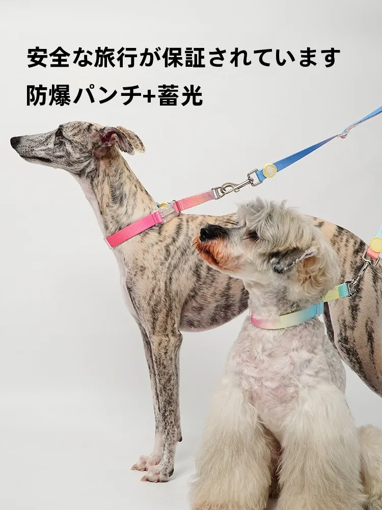 犬とキャンプでリードが不安になるとき、どう選ぶ？