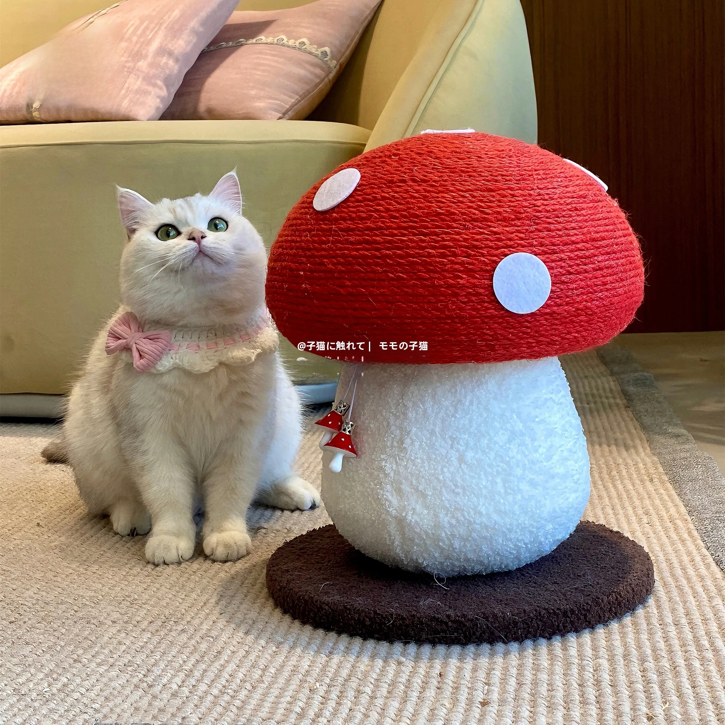 猫飼いが買ってよかったもの・悪かったもの正直に言う｜立体マッシュルーム型爪とぎの選び方徹底解説