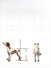 ペット用後脚サポート車椅子【軽量・猫用・犬用・二輪タイプ】