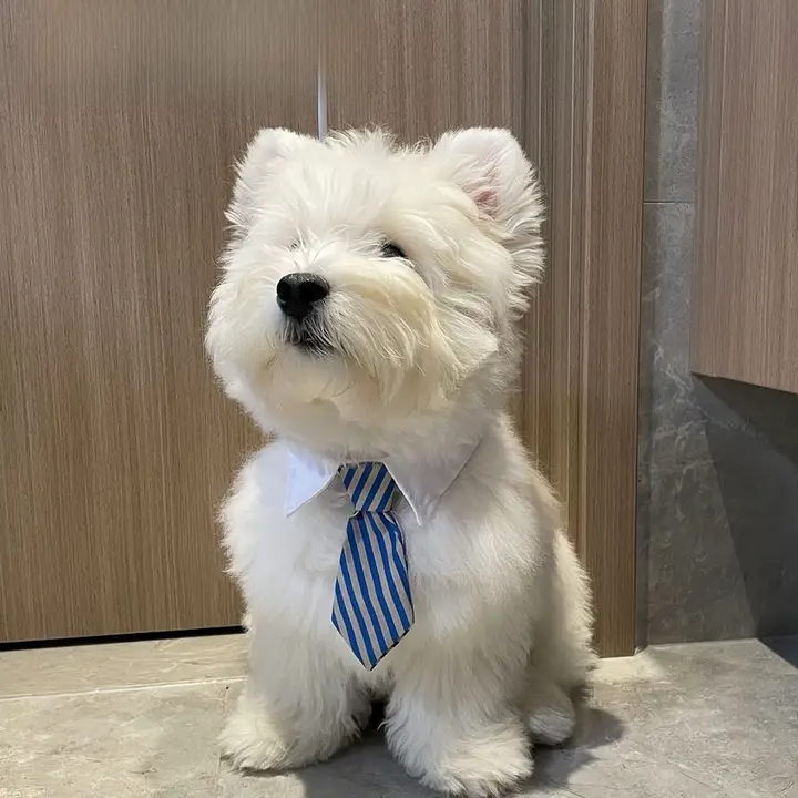 かわいい犬用ネクタイ【ペット用・スカーフ・柴犬・ウエストハイランドホワイトテリア】