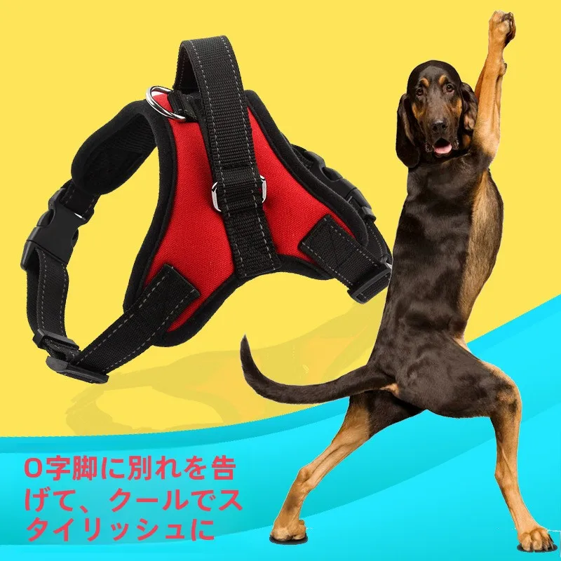 犬のお散歩グッズをコスパ良く揃える方法　完全ガイド