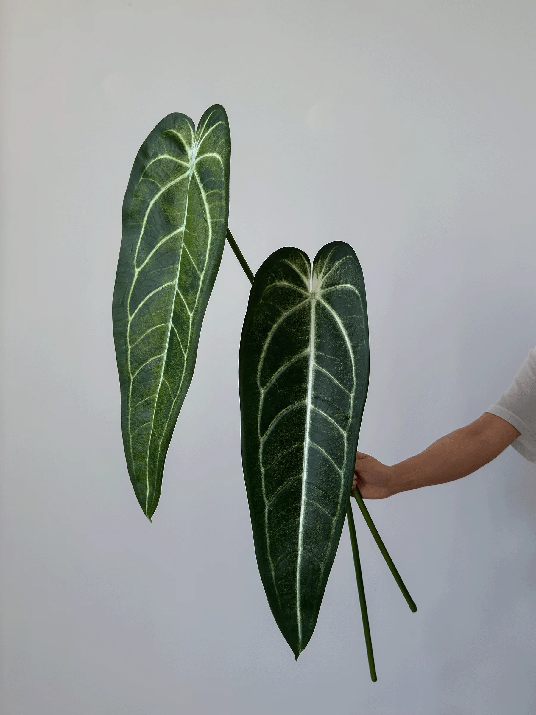リアルな質感の人工観葉植物を選ぶには？見た目と暮らしの調和が鍵