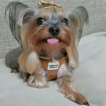 小型犬用調節可能なハーネス型リード【テディ・コーギー向け・ペット用品】