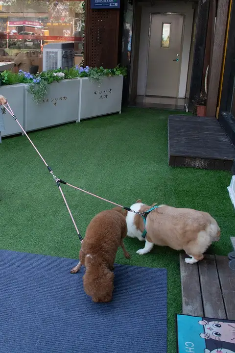 2頭用ロングリード【絡まり防止・取り外し可能・犬用】