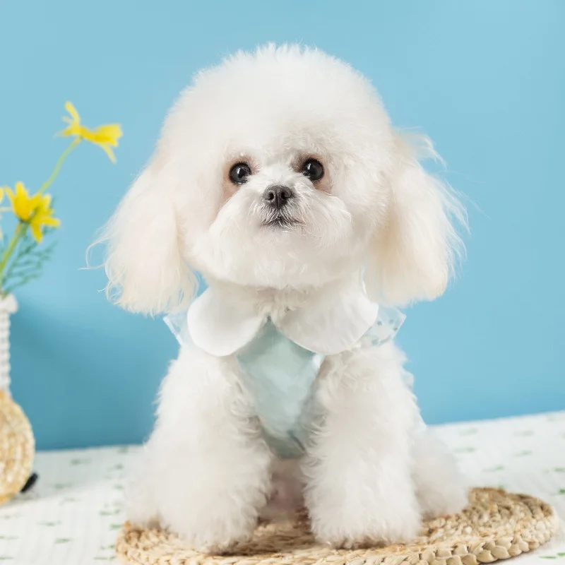 犬の散歩服装で夏をどう過ごす？レースフリルワンピースがもたらす、まるでセレブのようなひととき