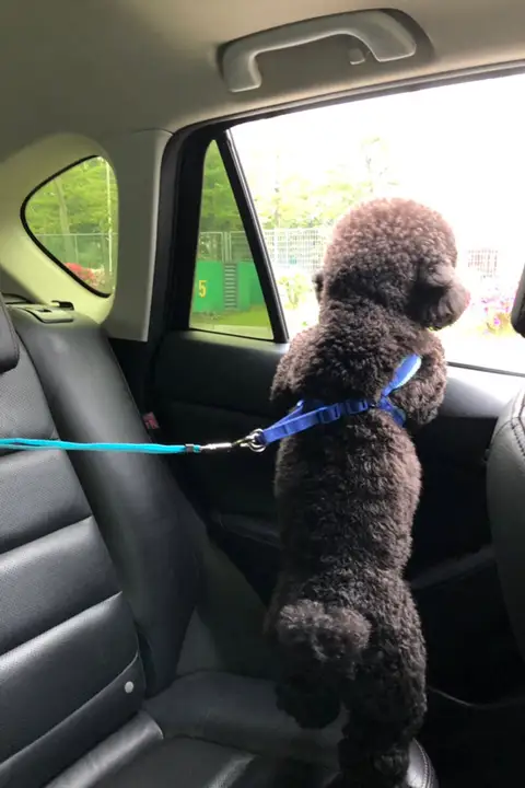 ペット用 車載安全ベルト【フレンチブルドッグ・コーギー・八哥犬・テディ用・後部座席用】
