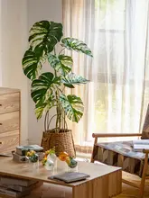 大型の観葉植物 モンステラ【インテリア装飾・室内用・置き型】