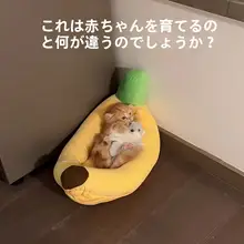 多用途の猫用ベッド【秋冬用・ペット用・暖かいクッション】（セットアップ対応）