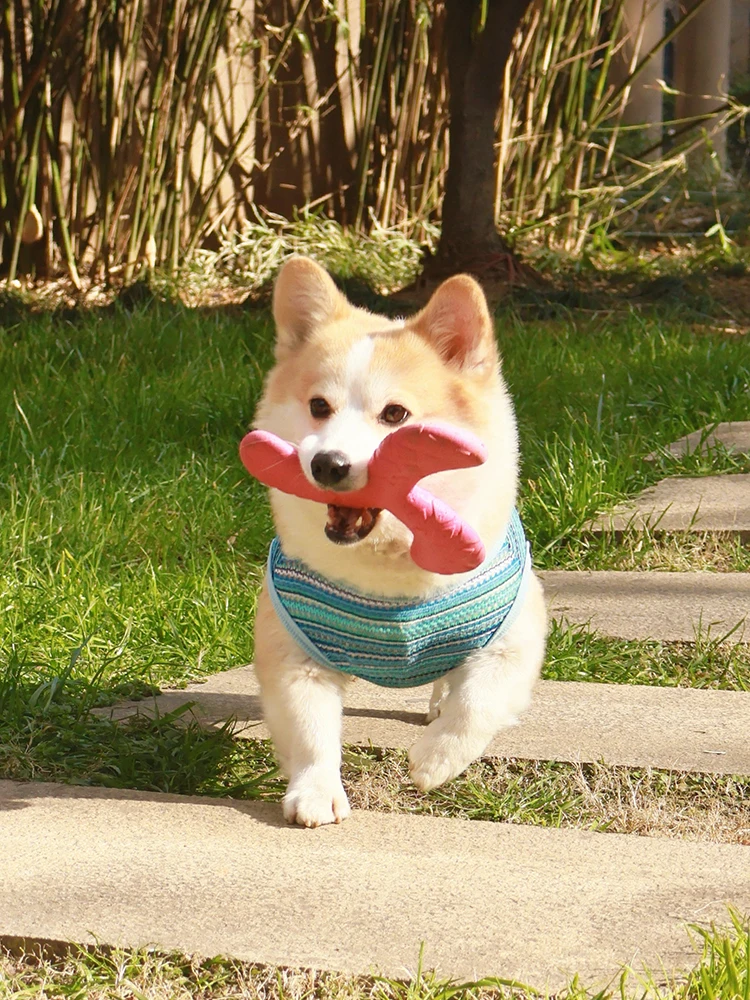 犬用衣服【春夏向け・抜け毛防止・紫外線対策・汚れ防止】の実用性と適応シーン