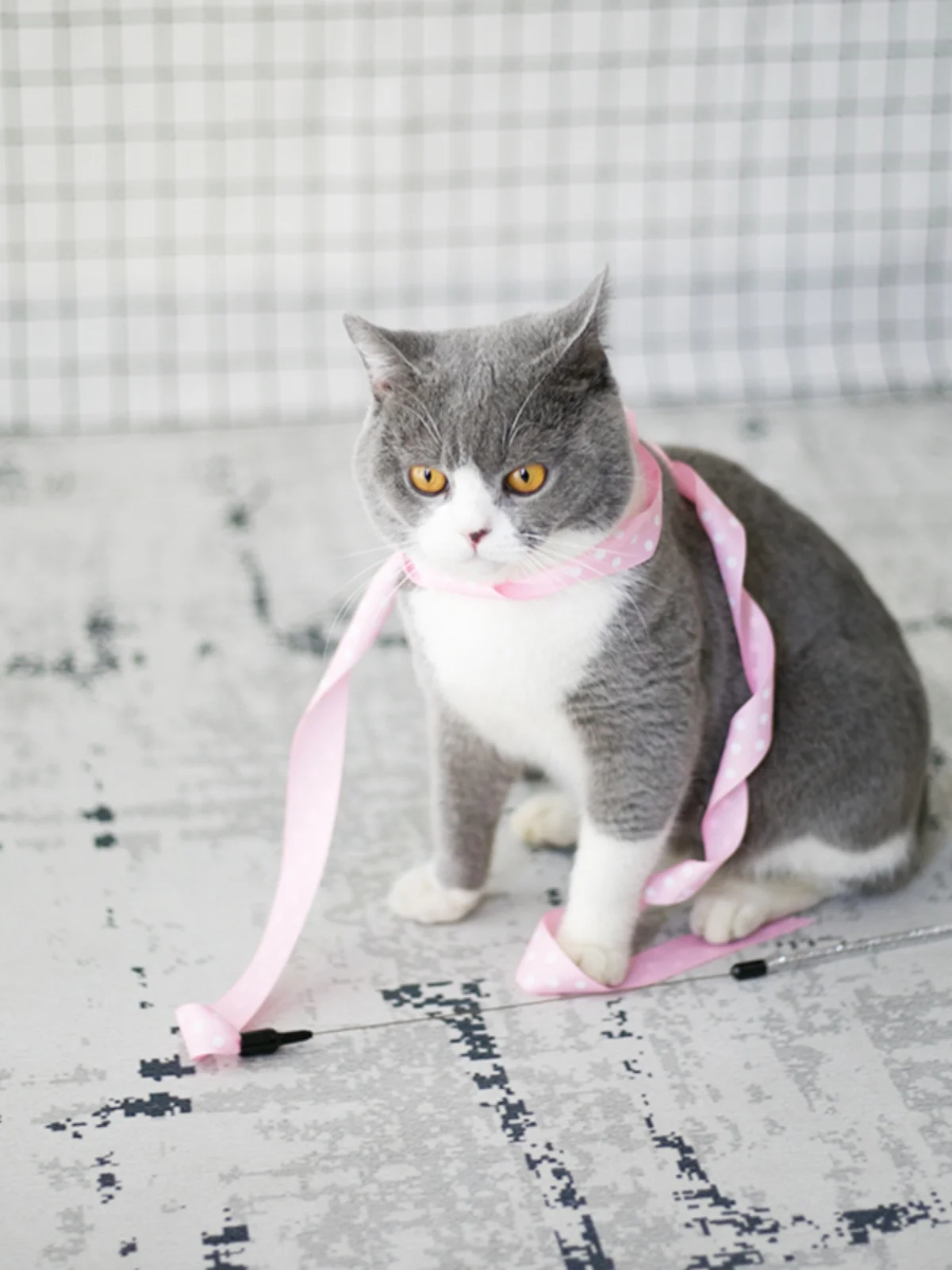 お迎え棒を選ぶべきタイミングは？実は猫じゃらしの力が意外に強い！