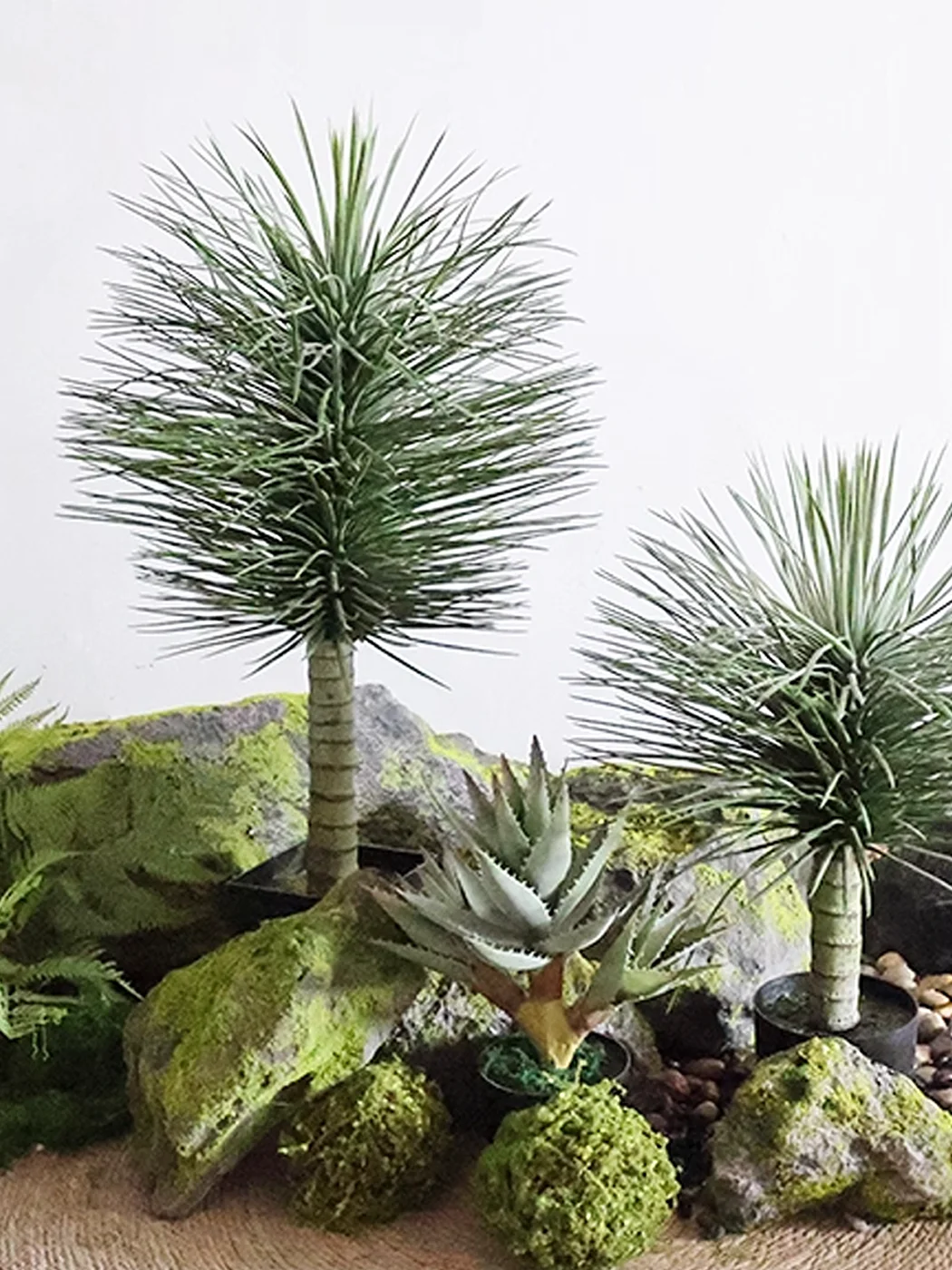 観葉植物を育てるのに迷っている？初心者向けに最適な「リアルなドラセナ」の選び方とは？