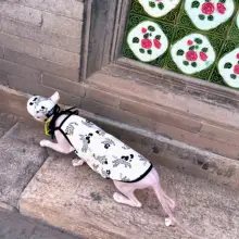 無毛猫 吊り帯 ペットよだれかけ 猫 野球帽 メガネ 綿夏用