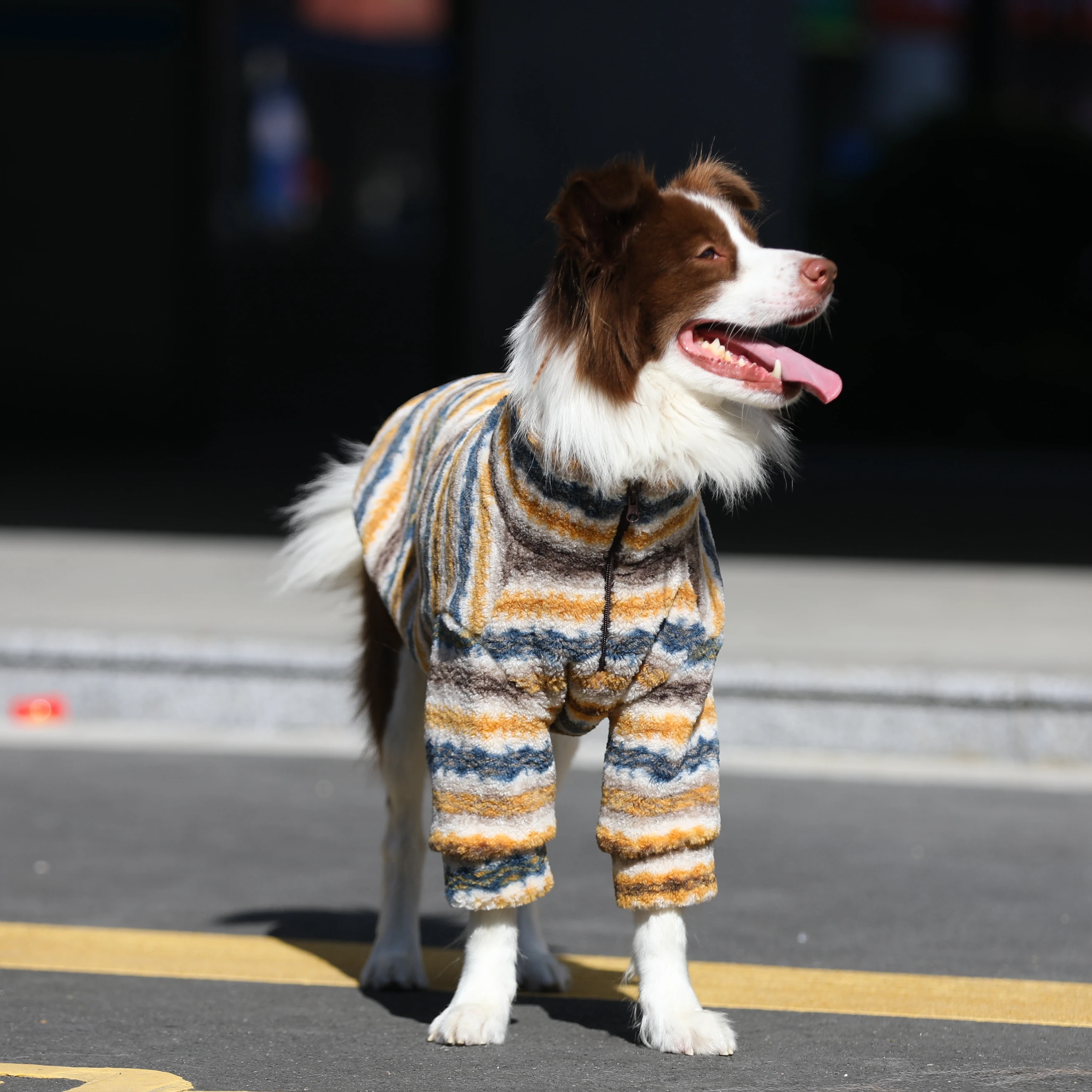 ボーダーコリーの寒さ対策に最適な大型犬用羊毛風ジャケット